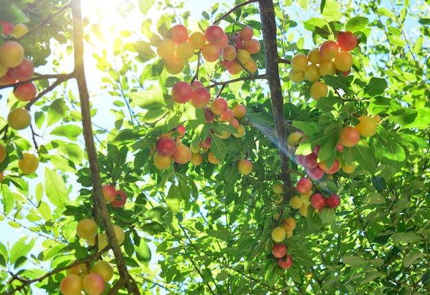 Ramas con frutos de ciruela cereza roja amarilla no madura en el jardín