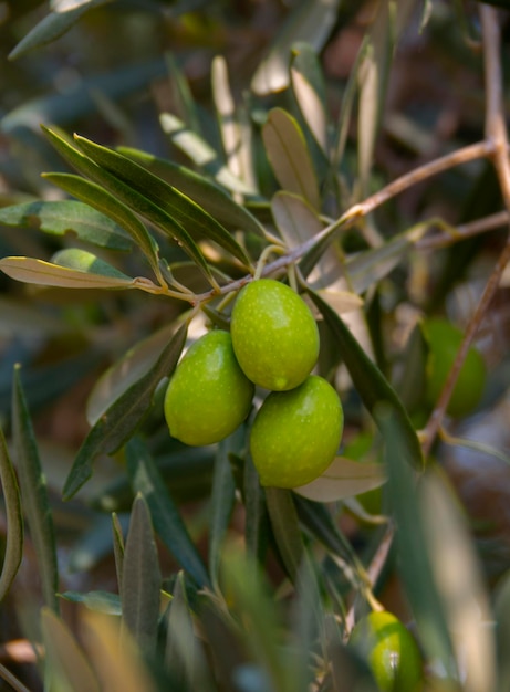 Ramas y frutos de un olivo en un día soleado en Grecia