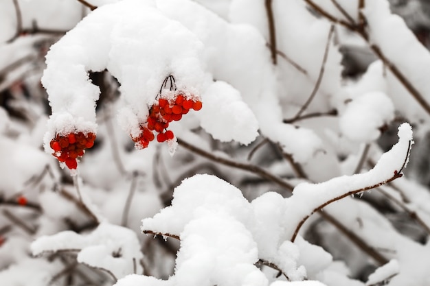 Las ramas con frutos de viburnum rojo están cubiertas de nieve.