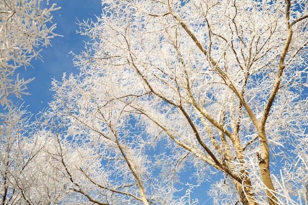 Ramas de un gran árbol cubierto de escarcha en día de invierno