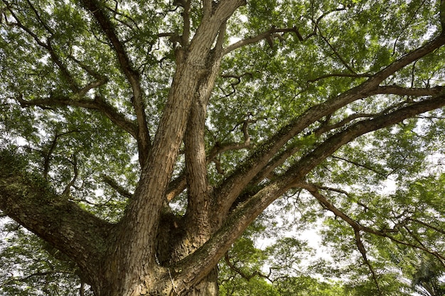 Foto ramas de un gran árbol con hojas verdes