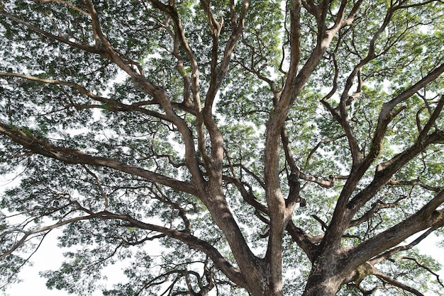 Ramas de grandes árboles