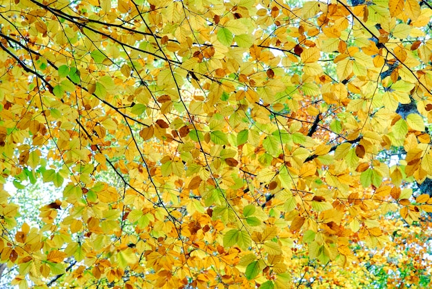 Ramas de haya en el otoño en el bosque de Irati. Navarra. España