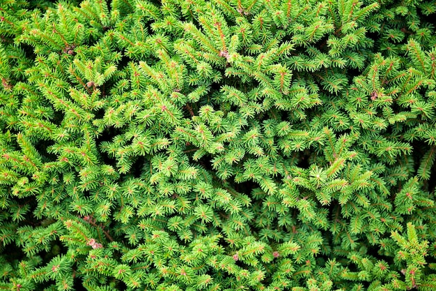 Ramas de un hermoso abeto o pino verde primer plano hermoso fondo de naturaleza