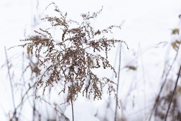 Ramas de hierba seca en el fondo de la naturaleza invernal