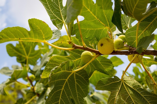 Ramas de higuera ficus carica con hojas verdes y fruta enfoque selectivo deliciosa italia verde