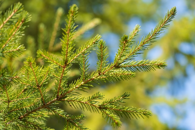 Ramas de hoja perenne natural con agujas de árbol de Navidad en bosque de pinos. Vista cercana de ramas de abeto listas para la decoración festiva de Navidad y feliz año nuevo, decorar diseños de temporada de invierno de vacaciones