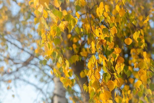 Ramas y hojas de abedul en otoño en octubre, otoño soleado y seco, hojas doradas de otoño, enfoque selectivo