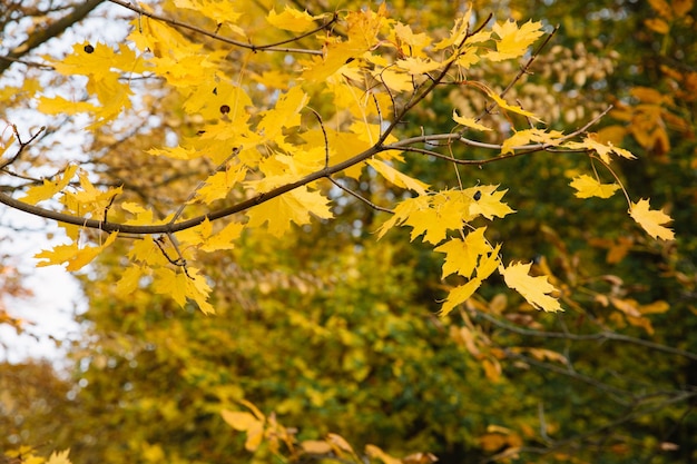 Ramas de hojas amarillas de otoño en el parque