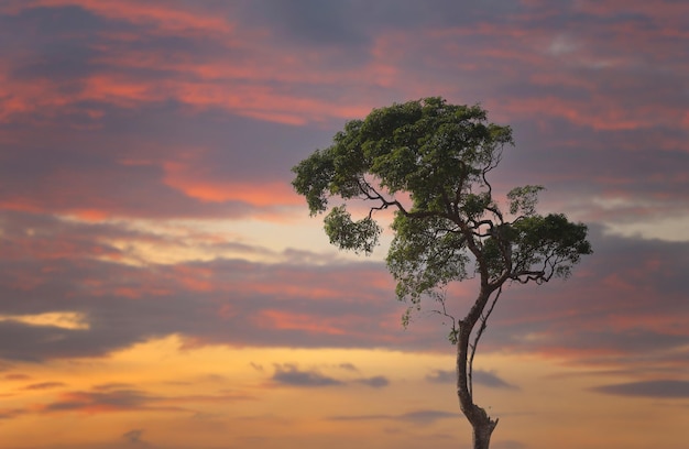 Ramas y hojas de un árbol grande sobre un fondo crepuscular