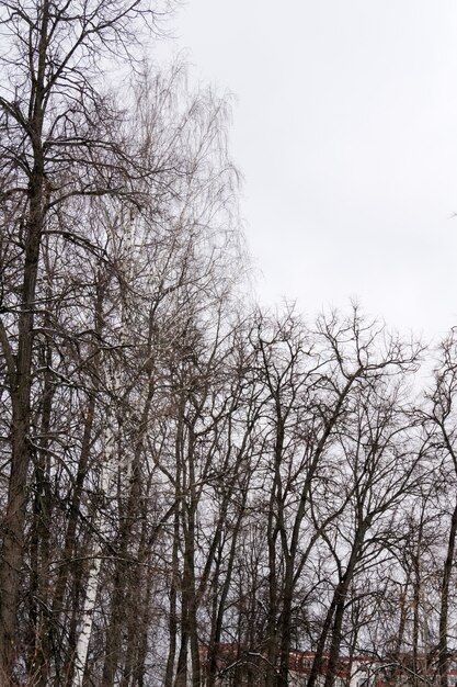 Ramas sin hojas de árboles de invierno del parque