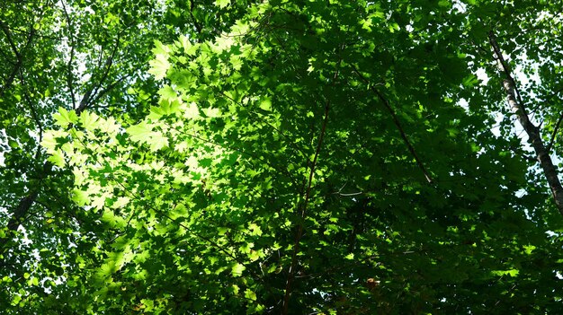 Ramas con hojas de arce y luz solar.