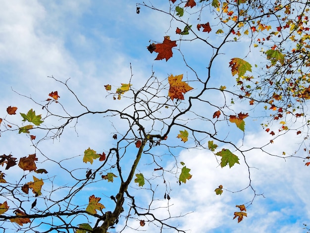Ramas de hojas de arce secas otoñales contra el cielo azul