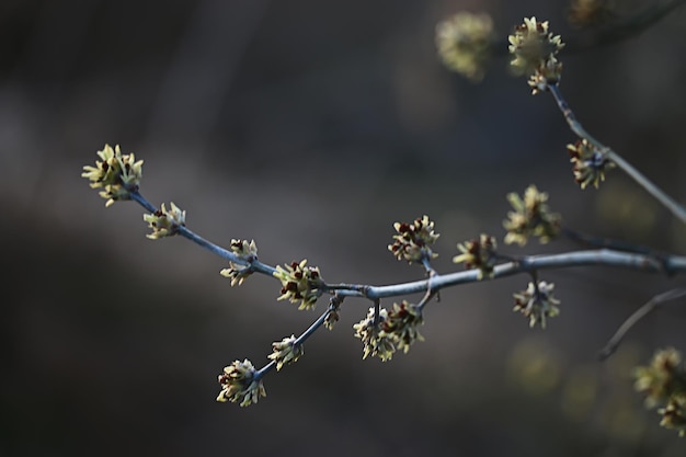 Ramas de hojas y brotes verdes jóvenes, fondo estacional, paisaje de abril de marzo en el bosque