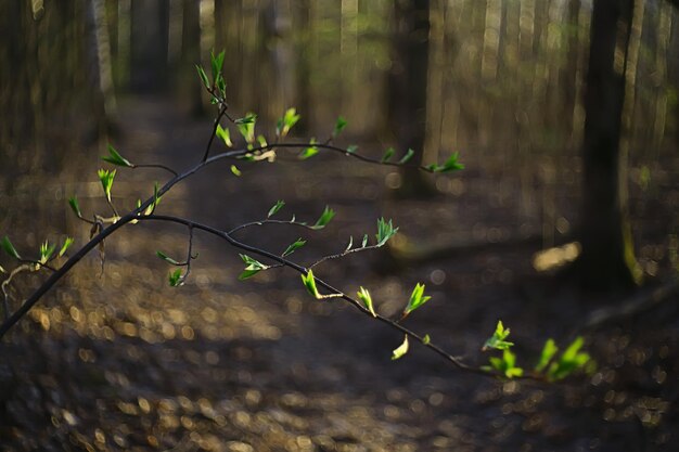 Ramas de hojas y brotes verdes jóvenes, fondo estacional, paisaje de abril de marzo en el bosque