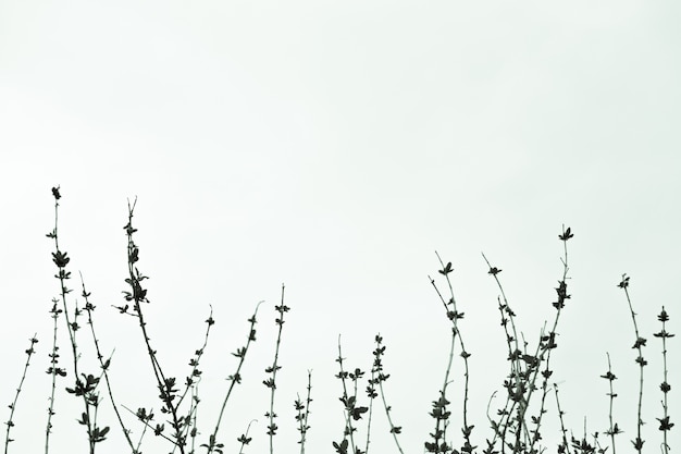 Ramas sin hojas de una copa de árbol contra el cielo. Árboles sin hojas, imagen en blanco y negro