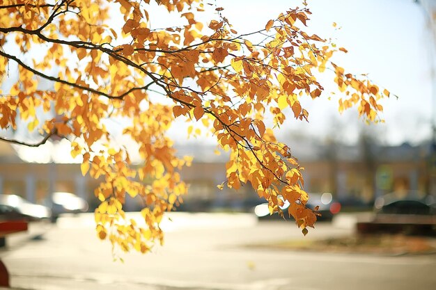 ramas hojas fondo amarillo / fondo estacional abstracto hojas que caen hermosa foto