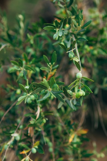 Ramas y hojas de un olivo en un olivar