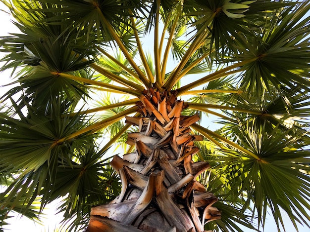 Foto ramas y hojas de palmera