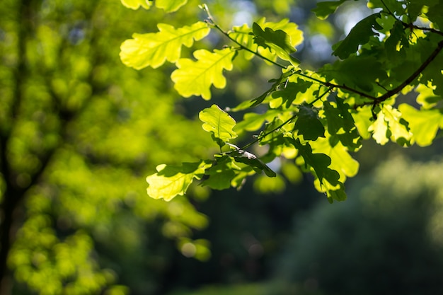 Ramas con hojas sobre fondo verde