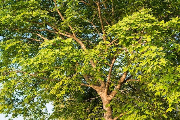 Ramas con hojas verdes en el cielo azul.