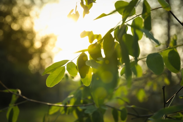 Ramas con hojas verdes frescas contra la luz del sol