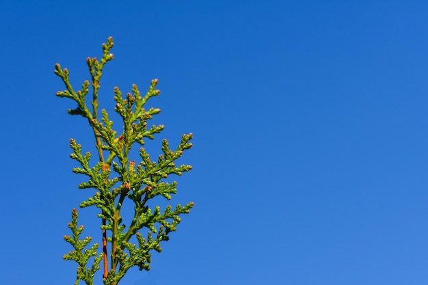 Ramas de hojas verdes jóvenes sobre un fondo de cielo azul Lugar para una inscripción