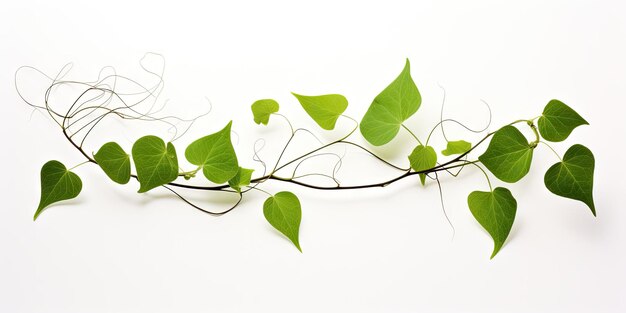 Foto ramas de hojas verdes sobre un fondo blanco