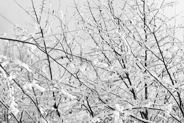 Ramas de invierno cubiertas de nieve en un bosque helado en el cielo azul