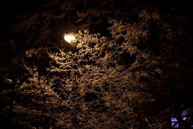 Ramas de invierno cubiertas de nieve con lámpara de calle dentro en la noche de invierno