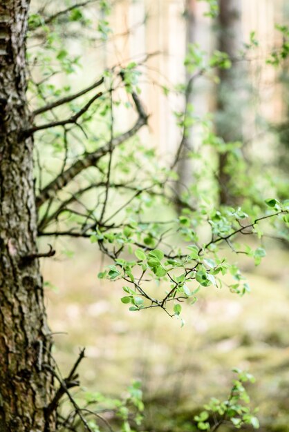 Ramas jóvenes de un abedul en el bosque