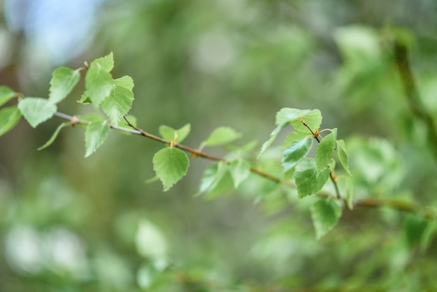 Ramas jóvenes de un abedul en el bosque