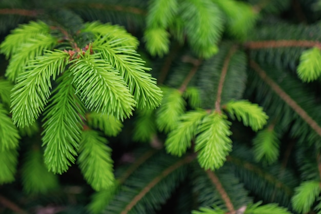 Ramas jóvenes de agujas, hermoso fondo