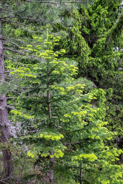 Ramas jóvenes crecieron de abeto en verano