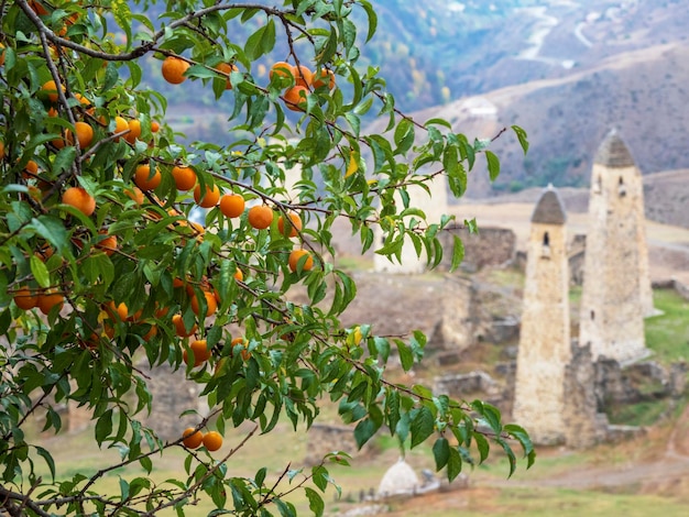 Ramas jugosas maduras con ciruela de cerezo Jardín de montaña Ciruelo de cerezo en el fondo de un antiguo complejo de torres de castillo en Ingushetia