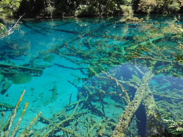 Foto ramas en el lago del bosque