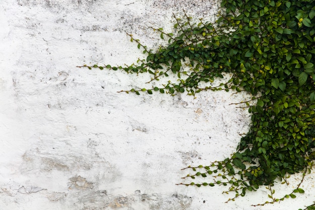 Ramas largas de una planta sobre una pared de estuco blanco con fondo copyspace