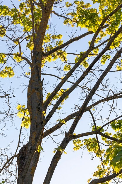 Ramas largas y un tronco de arce cubierto de follaje verde joven brillaban a través de la luz del sol