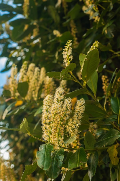 Ramas de laurel en flor