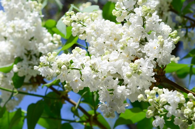 Ramas de lilas blancas y hojas verdes.