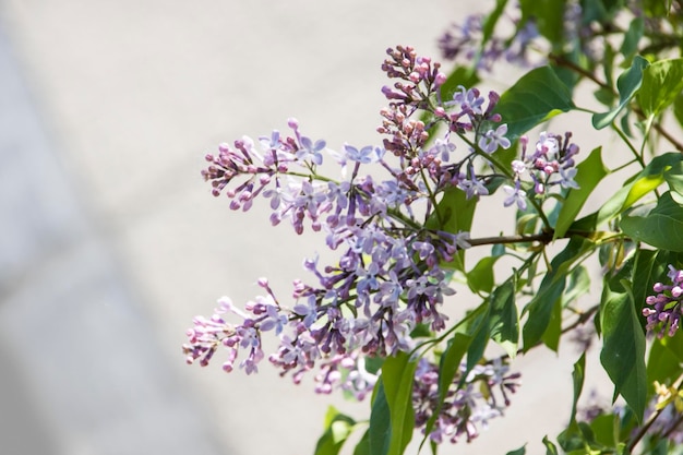 Ramas lilas con flores moradas