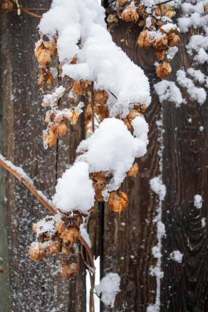 Foto ramas de lúpulo amarillas bajo la nieve las primeras heladas son lúpulo en la nieve los arbustos amarillos están cubiertos de nieve