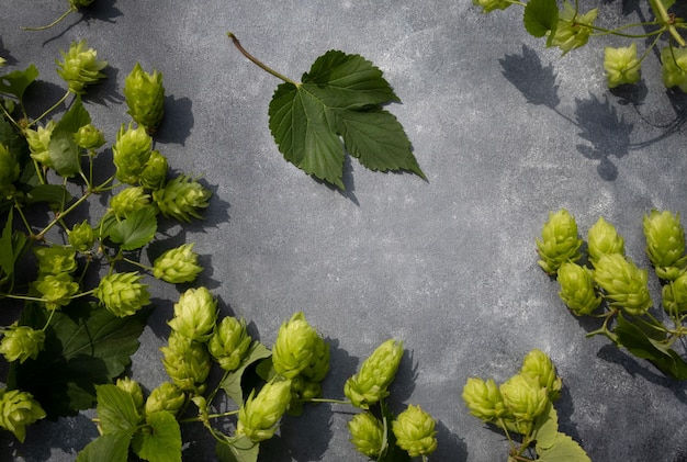 Ramas de lúpulo sobre un fondo gris con espacio para texto El concepto de producción de cerveza Póster