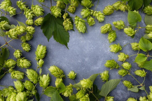 Ramas de lúpulo sobre un fondo gris con espacio para texto El concepto de producción de cerveza Póster