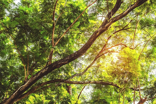 Ramas con luz solar en el jardín.