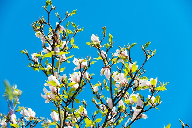 Ramas de magnolia floreciente contra el cielo azul perfectamente claro
