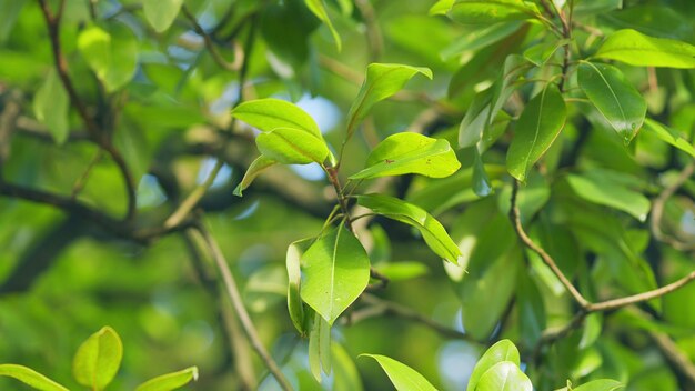 Las ramas de la magnolia grandiflora con un hermoso follaje brillante se pueden utilizar para producir