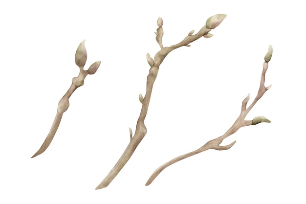 Ramas de magnolia Ramas de primavera con brotes Ilustración de acuarela floral pintada a mano aislada