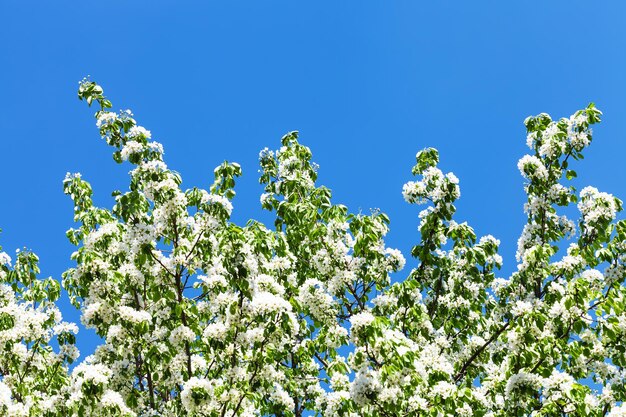 Ramas de manzano en flor con cielo azul