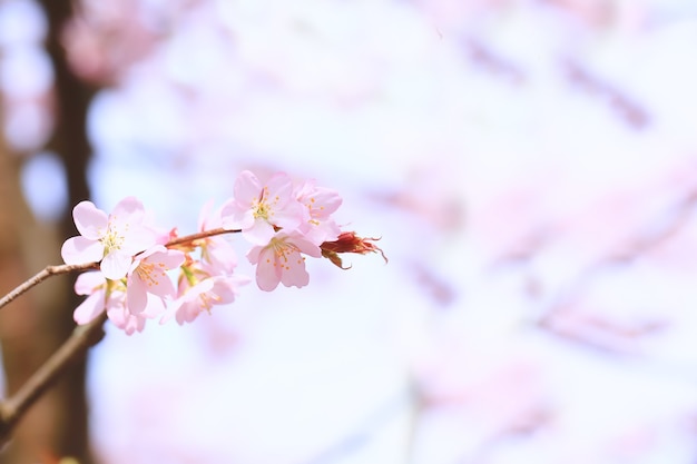 Ramas de manzano en flor. Fondo de primavera con enfoque selectivo suave. flores de sakura florecientes